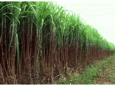 Bán nhà máy mía đường tại Thanh Hóa